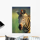 Zebra Portrait