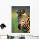 Zebra Portrait