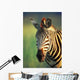 Zebra Portrait