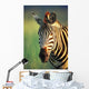 Zebra Portrait