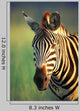 Zebra Portrait