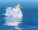 Swan Wall Mural