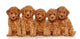Toy Poodle Puppies White