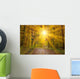 Sun Autumn Forest Swabian