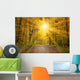 Sun Autumn Forest Swabian