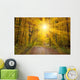 Sun Autumn Forest Swabian