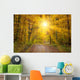 Sun Autumn Forest Swabian