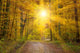Sun Autumn Forest Swabian