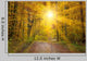 Sun Autumn Forest Swabian