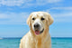 Dog Beach Golden Retriever Wall Mural
