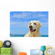 Dog Beach Golden Retriever Wall Mural