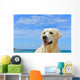 Dog Beach Golden Retriever Wall Mural