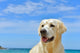 Dog Beach Golden Retriever Wall Mural