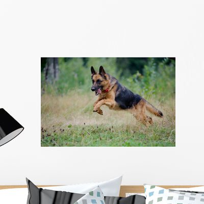 German Shepherd Runs Free shown on a wall