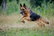 German Shepherd Runs Free
