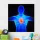 Human Circulatory System