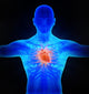 Human Circulatory System