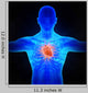 Human Circulatory System