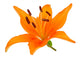 Orange lily Wall Decal