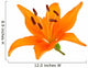Orange lily Wall Decal