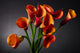 Orange Calla Lily Zantedeschia