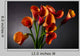 Orange Calla Lily Zantedeschia