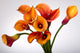 Bouquet Orange Calla Lily