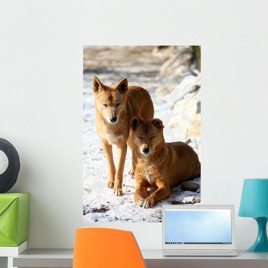 Dingo Snow