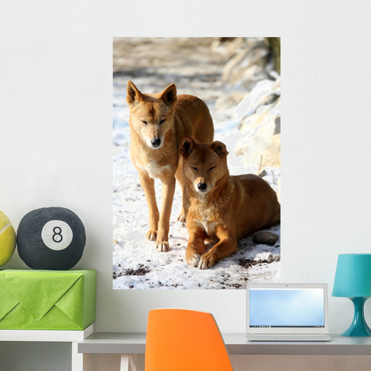 Dingo Snow