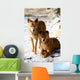 Dingo Snow