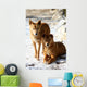 Dingo Snow