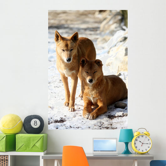 Dingo Snow