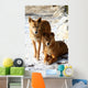 Dingo Snow