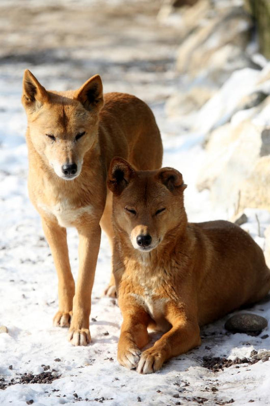 Dingo Snow