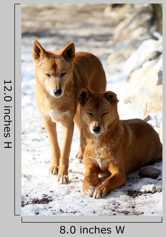 Dingo Snow