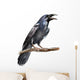 Crow