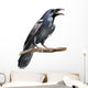 Crow