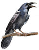Crow