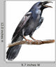 Crow