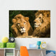 twin lions sunbathing Wall Mural
