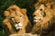 twin lions sunbathing Wall Mural