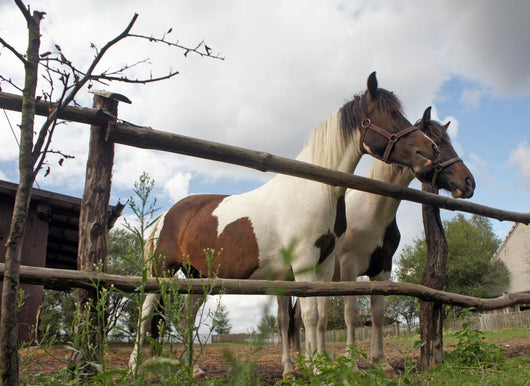 Horses Wall Mural