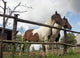 Horses Wall Mural