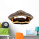 Turtle Shell
