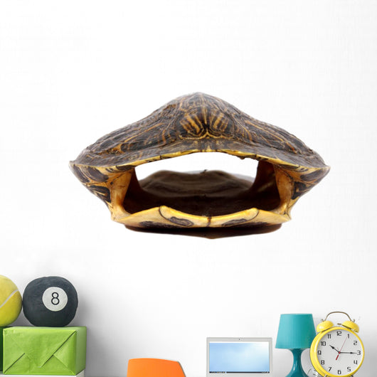 Turtle Shell