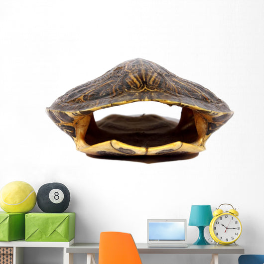 Turtle Shell