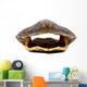 Turtle Shell