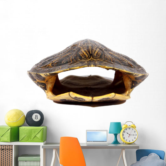 Turtle Shell