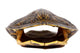 Turtle Shell