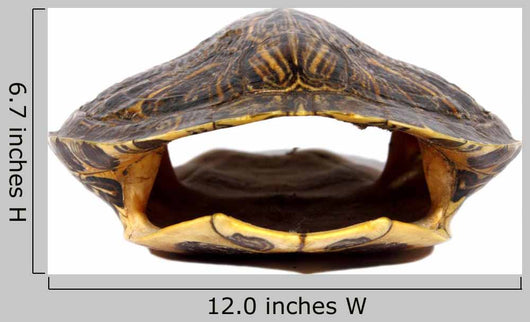 Turtle Shell